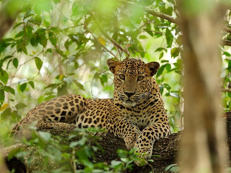 Sri-Lankan-leopard-q8nteasodm0l1trwx16rkk9oiia9bdaf2ba8iqfsds